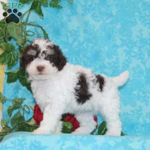 Perry, Maltipoo Puppy